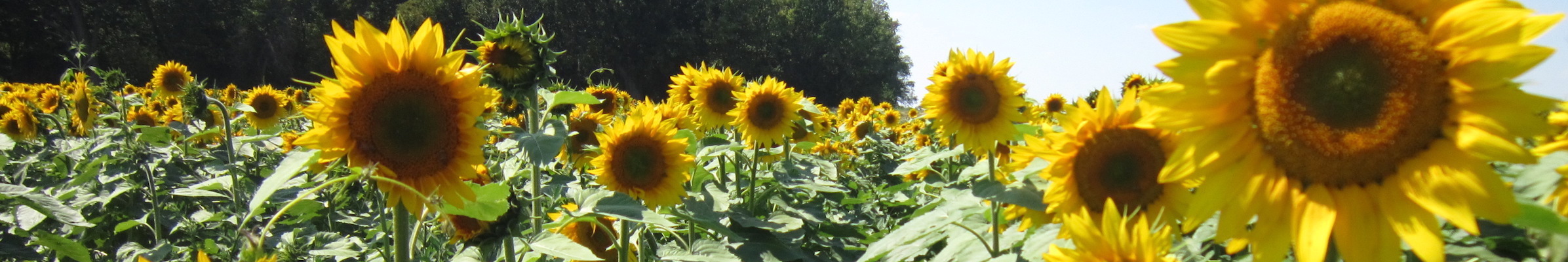 Sun Flower Feild....